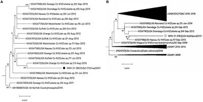 Whole genome sequencing and phylogenetic analysis of West Nile viruses from animals in New England, United States, 2021